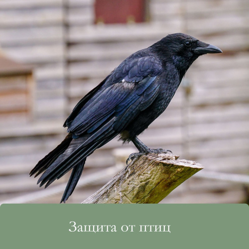 Пугало-оберег для садового дома и огорода фото 3 Пугало-оберег для садового дома и огорода фото 3